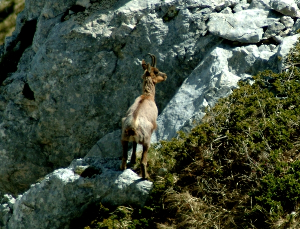 Camoscio d''Abruzzo Rupicapra pyrenaica ornata